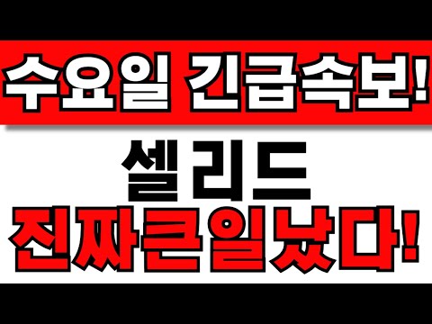 [셀리드 주가전망] 주주님들 필수시청! 앞으로 이렇게 대응하세요