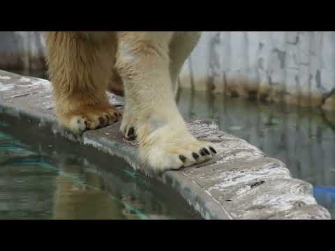 20241101縁歩きするフブキまとめ