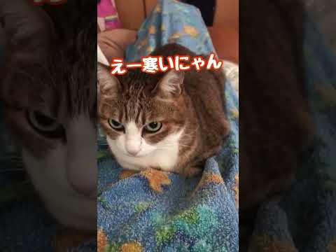 寒い日は　猫が湯たんぽになっちゃいます