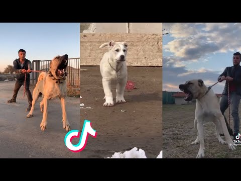 Kangal are Badass and Cute - Tiktok Compilation!