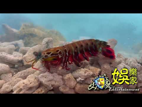 Baby雀尾螳螂蝦 身體是紅色的🦐 皮皮蝦🦐😂😂 蝦蛄🦐Mantis shrimp 海地生物殺手 自帶慶記的殺手🥷#OriginMedia2030#自動觀看 #原創傳媒株式會社2030