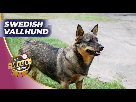 Swedish Vallhund - 🐶 One Of The Rarest Dog Breeds!