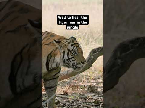 Male Tiger roaring in the Indian jungle - Bandhavgarh #indiawildlife #tiger #wildlifephotography