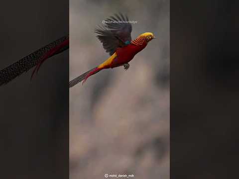 Golden Feathers | China's Majestic Bird