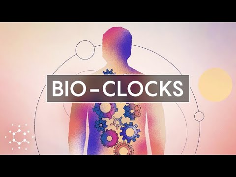 Unlocking the Secrets of Our Circadian Rhythms