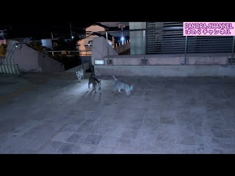 I went to meet the stray cats living near the station at night in Fukuoka Prefecture, Japan.