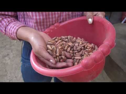 Producción y transformación alternativa del cacao-Tacuba