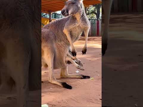 Kangaroo Mother’s Love - Nature’s Tender Embrace #junglelife #facts #junglewildlife