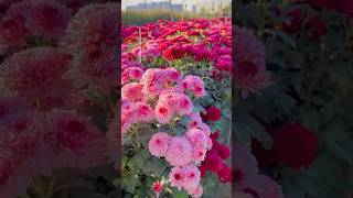 Chrysanthemum flower garden #chrysanthemumflower