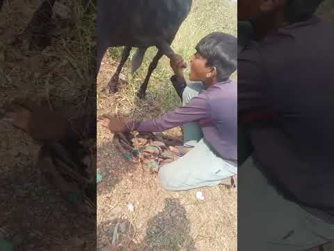 Hey Prabhu 😧😂 #viral #youtubeshorts #religion #funny #funny shorts#comedy  #animals #rajsthan #cow