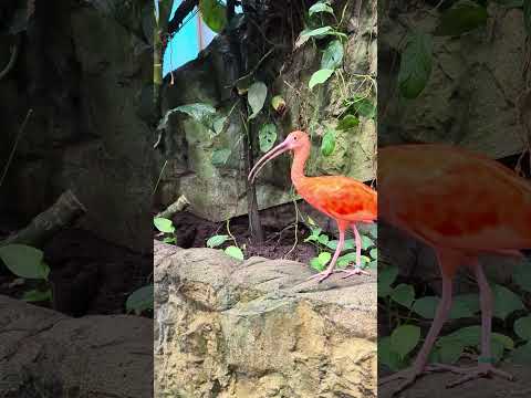 Scarlet ibis aka Red beaked Ibis (Eudocimus ruber) - Tropical Rainforest #nature #sweden #gothenburg