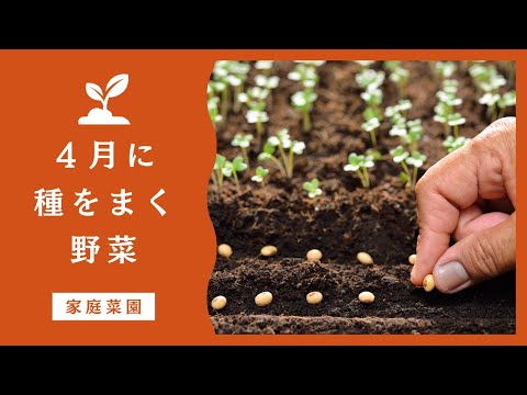 4月に種をまく野菜ガイド