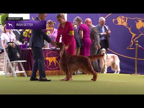 Setters (Irish) | Breed Judging 2024