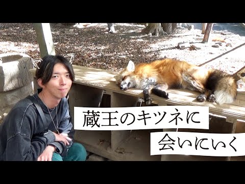 【蔵王キツネ村】キツネに会いに宮城蔵王へ