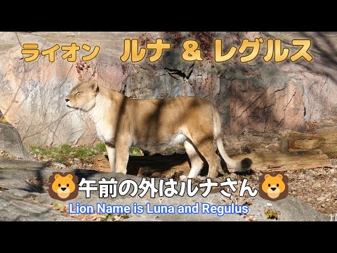 ライオン　ルナ＆レグルス　🦁午前の外はルナさん🦁（東山動植物園）Lion Name is Luna and Regulus