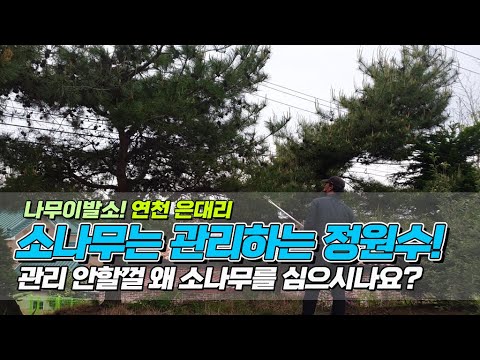 나무이발소! 연천 은대리/소나무는 관리하는 정원수/관리 안할껄 왜 소나무를 심으시나요? Why plant pine trees that you won't take care of?