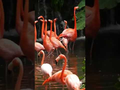 BEAUTIFUL FLAMINGO MAJESTIC WALK #SHORTS/EXPENSIVE PET BIRDS