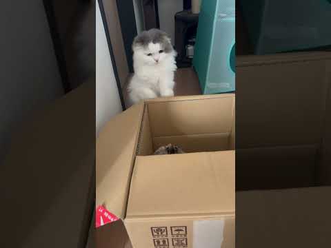 順番が待ちきれない猫