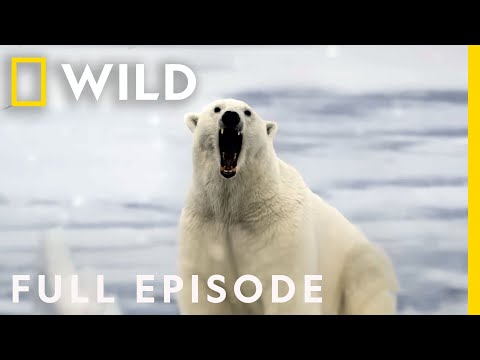 We were being hunted... (Full Episode) | Something Bit Me | Nat Geo WILD