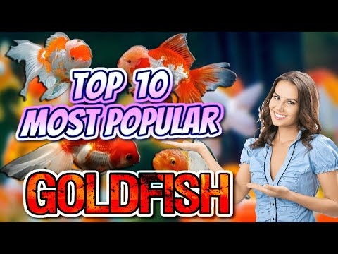 Top 10 Most Beautiful Goldfish Varieties You Need to See