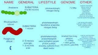 BACTERIAL VARIATIONS: PHOTOTROPHS AND LITHOTROPHS