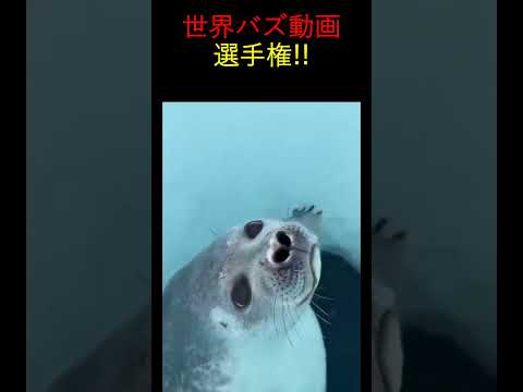 何が起こるかわからない！予想外の面白シーン集#癒やし #動物ハプニング　#癒し系動物 #ViralAnimals#CuteAnimalMoments #shorts