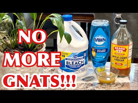 HOW TO GET RID OF GNATS In The House... FINALLY!!!