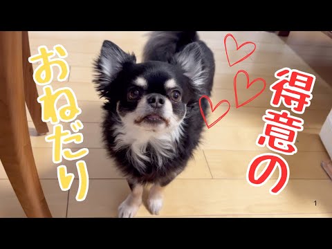 食っちゃ寝食っちゃ寝正月🎍2025🎍#チワワ#dog #犬のいる生活