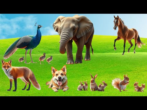 Cute Animal Sounds : Squirrel, Flamingo ,Peacock, Cat,Elephant, Cow, Peacock - Cute Animal Moments