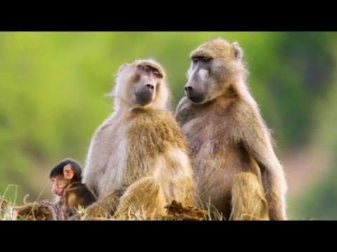 Forest Discovery Animals & Birds|Forest Relaxation video music 💗✨