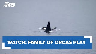 WATCH: Family of orcas play and fish in the sound