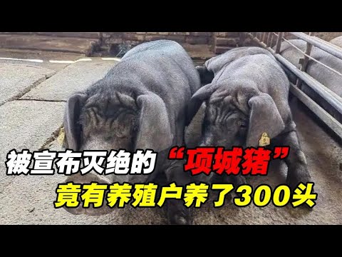 被宣布灭绝的项城猪找到了！养殖户养30多年，如今“给国家立功”