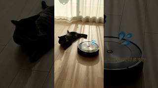 ルンバvsキジトラ猫のルト、勝負はいかに　#shorts #catvideos #猫 #cat #白猫 #キジトラ猫 #保護猫 #ねこのいる暮らし #ペット