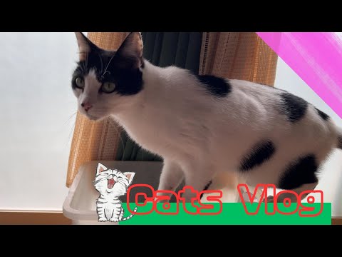 [Cat Vlog😸]  cat curious about toilet supplies #CuteCat #Cat #Vlog