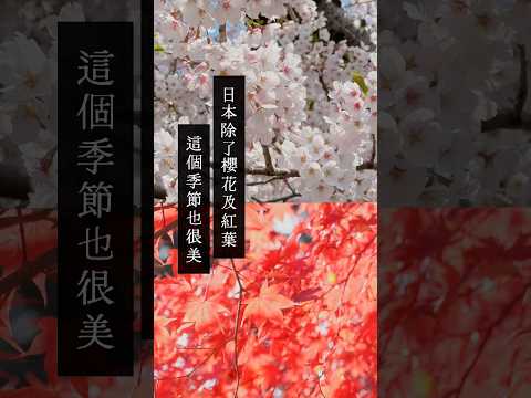 你知道日本的繡球花季也很厲害嗎？#日本旅行 #繡球花 #紫陽花