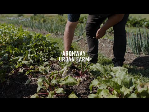 Taste of Abby - Archway Urban Farm