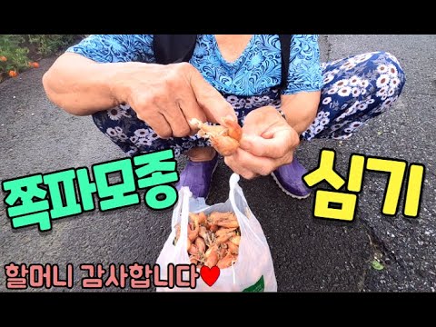 #60 [귀촌 브이로그] 할머니가 알려주시는 쪽파모종 심는법!