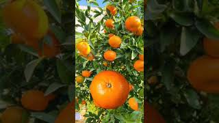 Orange healthy fruit #capcut #shorts #trending #trend#trending2022