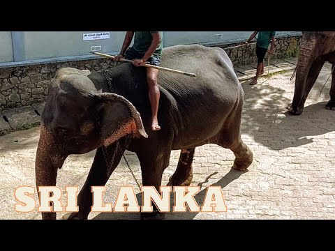 🇱🇰 PINNAWALA! Sri Lanka on your own. HOTEL ELEPHANT PARK: DINNER AT THE ELEPHANT ORPHANAGE.