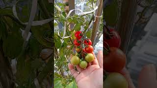 Cherry tomatoes #highlights #hastagstyle #foodfacts #hastag #contentcreator