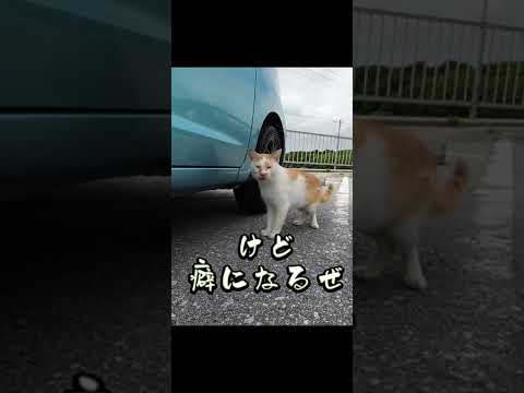 野良猫のフレーメン反応　#shorts  #猫  #野良猫