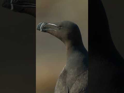 Capturing the Untamed Wildlife of Isle of Mull: Journey into the UK best Nature. 🏴󠁧󠁢󠁳󠁣󠁴󠁿