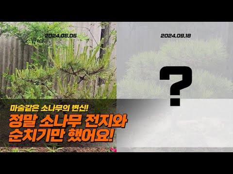 마술같은 소나무의 변신! 정말 소나무 전지와 순치기만 했어요!