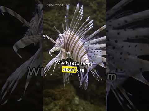 Lionfish Facts You Didn't Know  #wildlife #shorts