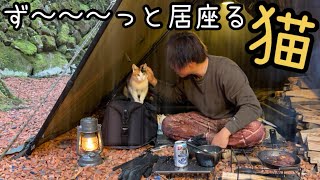 キャンプ場で猫と遭遇！懐きすぎて大雨の中一緒にキャンプを楽しみました！【大雨ソロキャンプ】