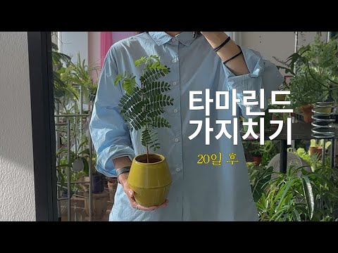 vlog. 타마린드 가지치기 라고 쓰고 먹방기행이라고 읽는다. (쉬지 않고 이틀동안 전남에서 계속 먹기 / 물꽂이 / 물구멍없이 안스리움 키워보기)