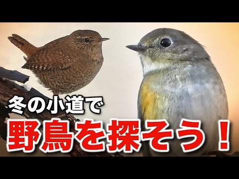 野鳥の魅力が満載！美しい自然が魅せる癒しの物語～