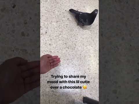 #moments #moment #randomvideo #vlog #pigeon