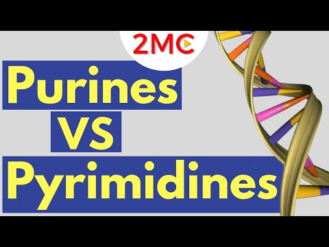 Purines vs Pyrimidines | Understanding Nitrogenous Bases of RNA and DNA