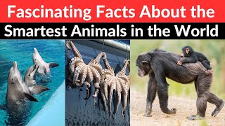 WORLD'S MOST INTELLIGENT Creatures Revealed!